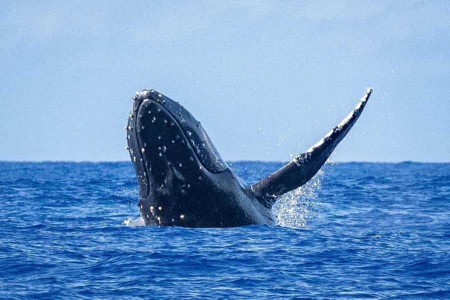 Whale Watching Cruise in Waikiki Oahu - SEE THE HUMPBACKS! - Two and a half hours on the water