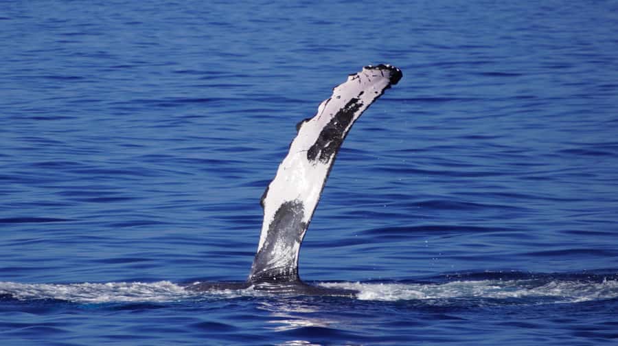 Whale Watching Cruise in Waikiki Oahu - SEE THE HUMPBACKS! - What is included, and what you should bring