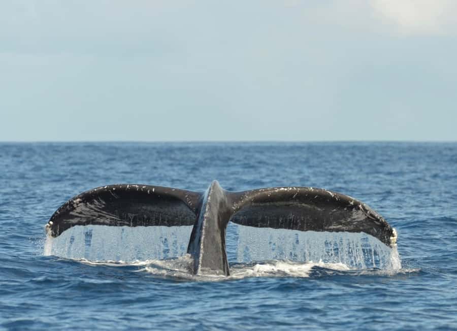 Whale Watching Cruise in Waikiki Oahu - SEE THE HUMPBACKS! - Keeping comfortable when the sea moves