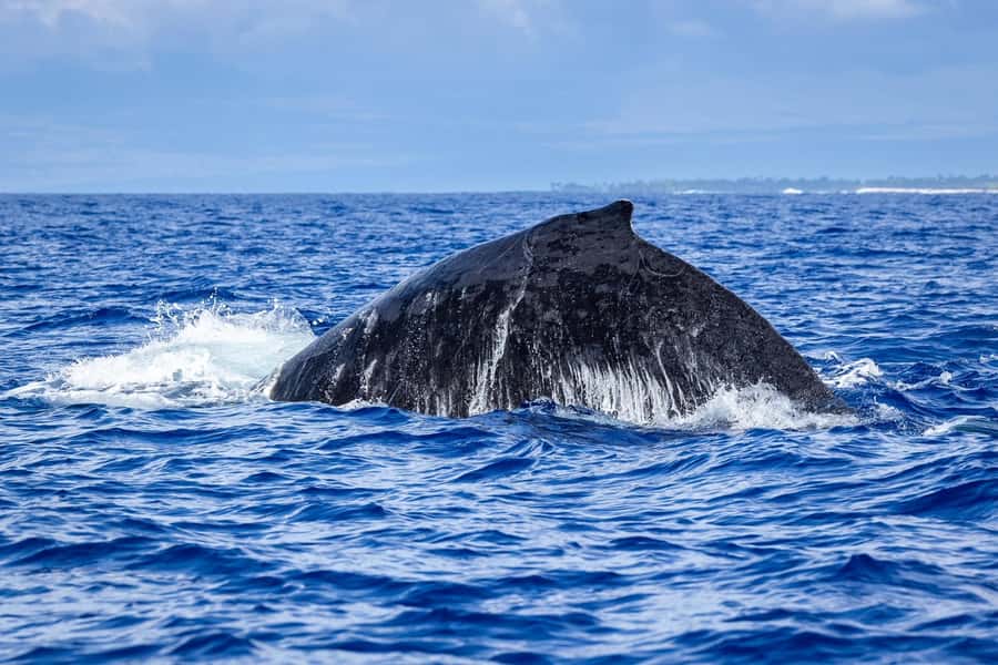 Whale Watching Cruise in Waikiki Oahu - SEE THE HUMPBACKS! - Morning or sunset?