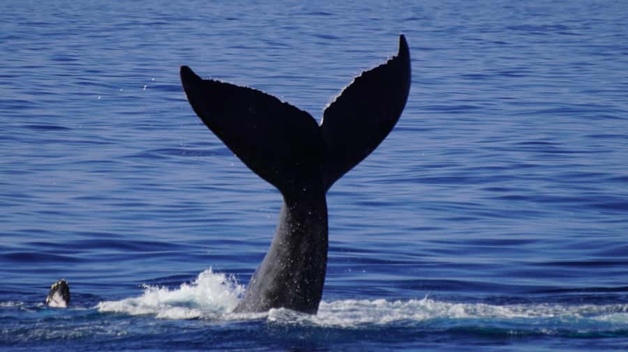 Whale Watching Cruise in Waikiki Oahu - SEE THE HUMPBACKS! - Who will enjoy this cruise most?