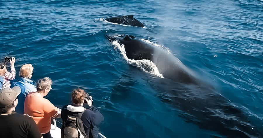 Whale Watching Cruise in Waikiki Oahu - SEE THE HUMPBACKS! - Kewalo Basin Harbor and the Island Princess