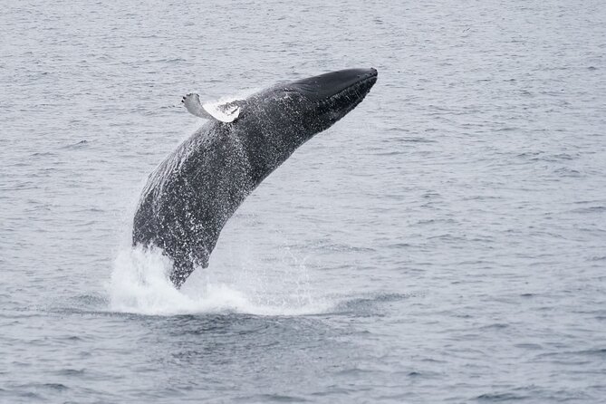 Whale Watching Cruise on a Yacht in Reykjavik - How the guide adds value