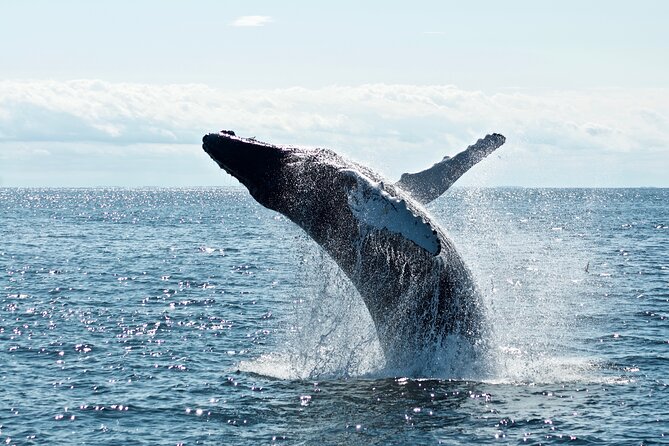 Whale Watching Cruise on a Yacht in Reykjavik - The honest odds of seeing whales