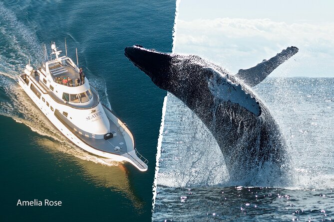 Whale Watching Cruise on a Yacht in Reykjavik - Is $102 a fair price?