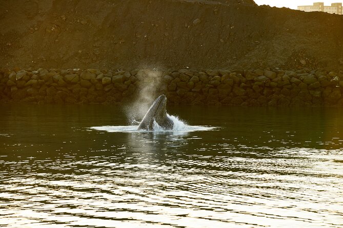 Whale Watching Cruise on a Yacht in Reykjavik - Who will enjoy this cruise most?