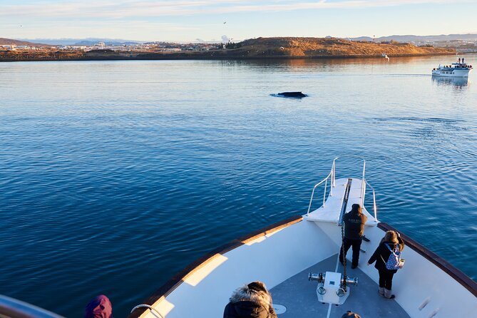 Whale Watching Cruise on a Yacht in Reykjavik - What you may see around Engey, Lundey, and Viðey