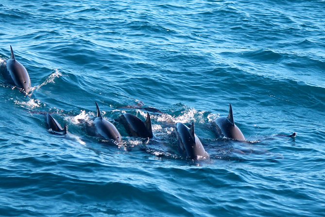Whale Watching Day Trip to Mirissa From Colombo Or Negombo - Why the 3:00 am start matters