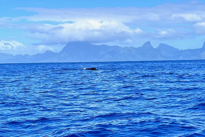 Whale watching DE Humpback West Coast of Tahiti - Meeting Tahiti’s humpbacks off Puna’auia