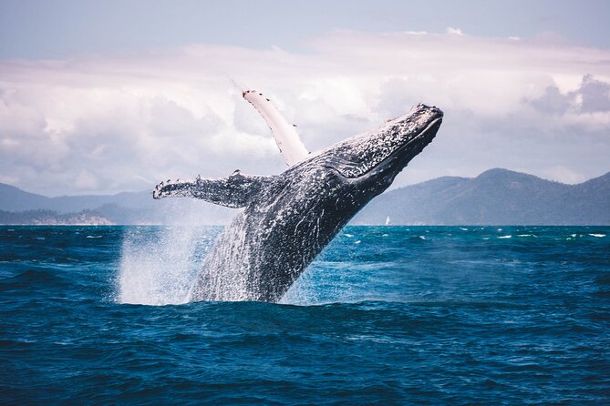 Whale watching DE Humpback West Coast of Tahiti - When you may enter the water