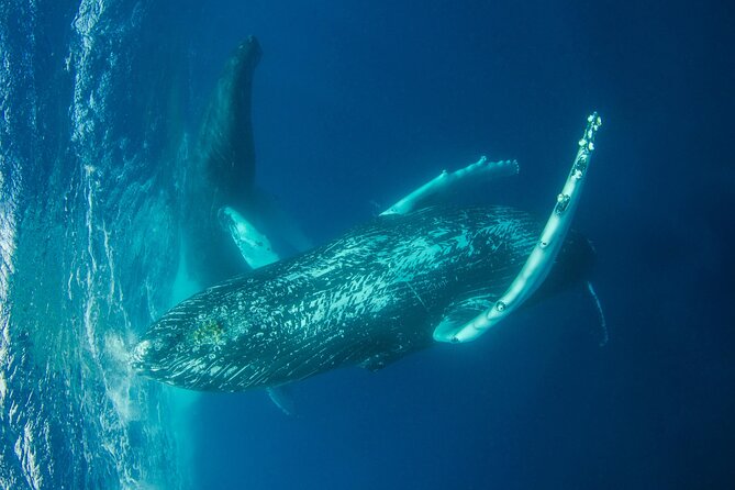 Whale watching DE Humpback West Coast of Tahiti - Rules for children and non-swimmers