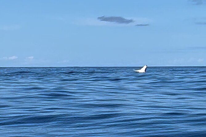 Whale watching DE Humpback West Coast of Tahiti - Jordan, Romuald, and the small-boat advantage