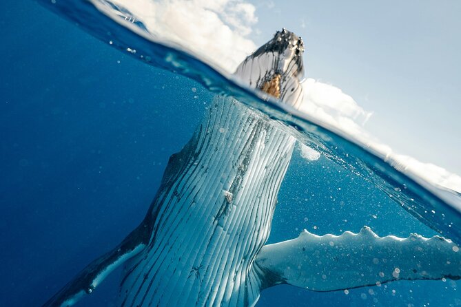 Whale watching DE Humpback West Coast of Tahiti - Is $167.34 a fair price?