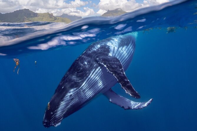 Whale watching DE Tahiti Peninsula - Why Tahiti’s peninsula is the right setting