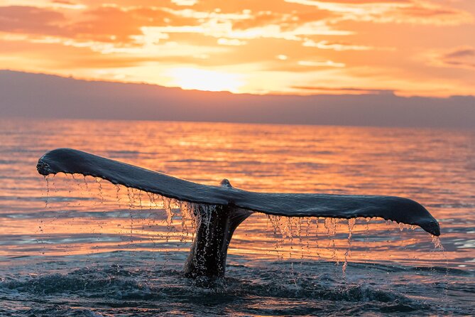 Whale watching DE Tahiti Peninsula - Watching whales without treating them like an attraction
