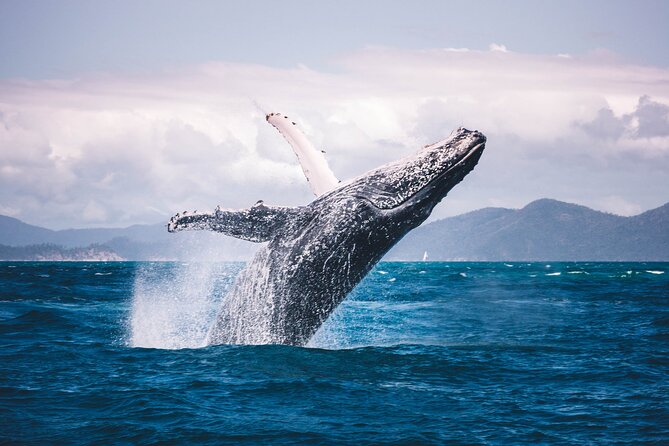 Whale watching DE Tahiti Peninsula - What an in-water encounter requires