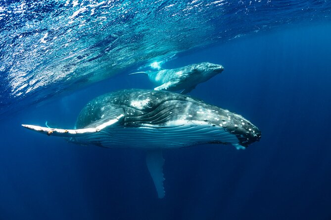 Whale watching DE Tahiti Peninsula - Who will enjoy this most