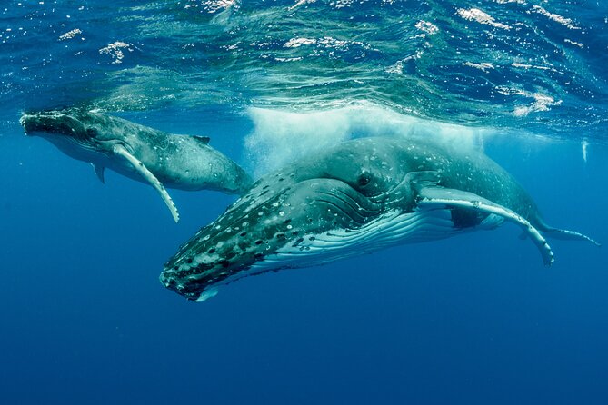 Whale watching DE Tahiti Peninsula - A four-hour outing with time for real observation