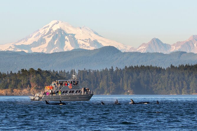 Whale Watching + Deception Pass Tour from Seattle - Key points to know before booking