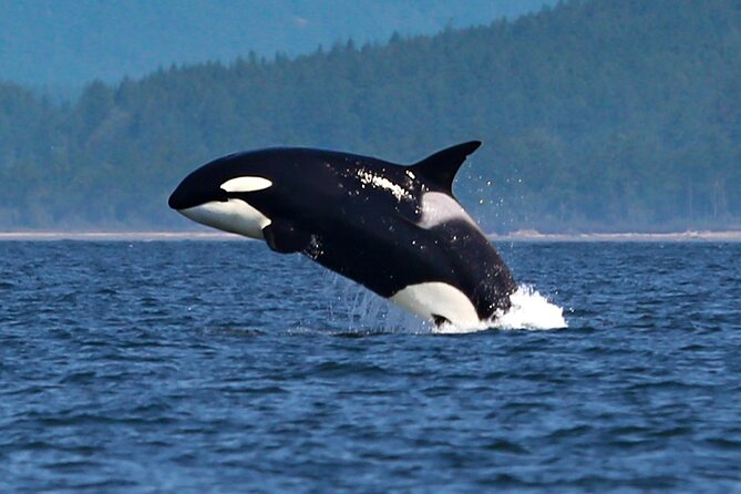 Whale Watching + Deception Pass Tour from Seattle - Lunch that feels like part of the experience