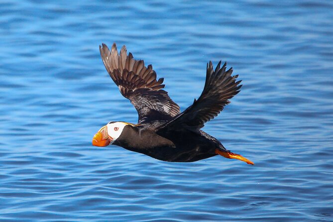 Whale Watching + Deception Pass Tour from Seattle - Anacortes and the three-hour Salish Sea cruise