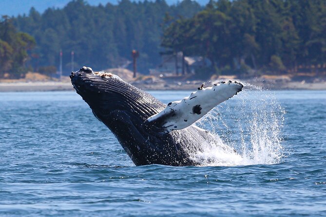 Whale Watching + Deception Pass Tour from Seattle - The guide and the value of a naturalist-led day