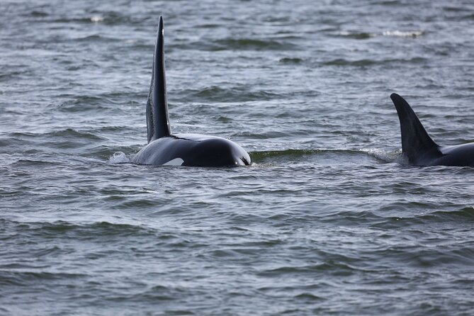 Whale Watching + Deception Pass Tour from Seattle - What the included value really means
