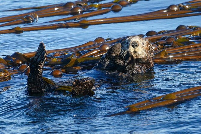 Whale Watching + Deception Pass Tour from Seattle - Who should book this experience