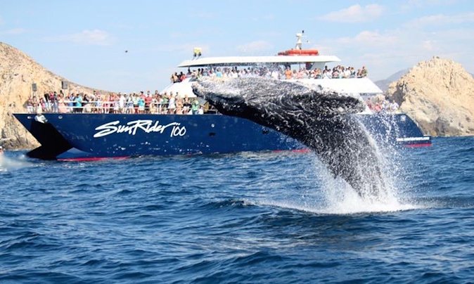 Whale Watching Dinner Cruise in Cabo San Lucas - Starting At The Cabo Marina At 4:30 PM