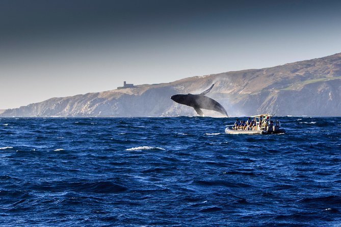 Whale Watching Dinner Cruise in Cabo San Lucas - Dinner Is Filling, But Not The Main Reason To Go