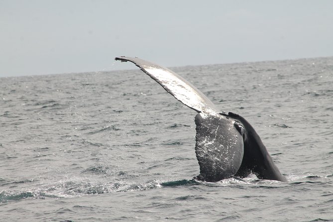 Whale Watching Dinner Cruise in Cabo San Lucas - Open Bar, Music, And The Crew Show