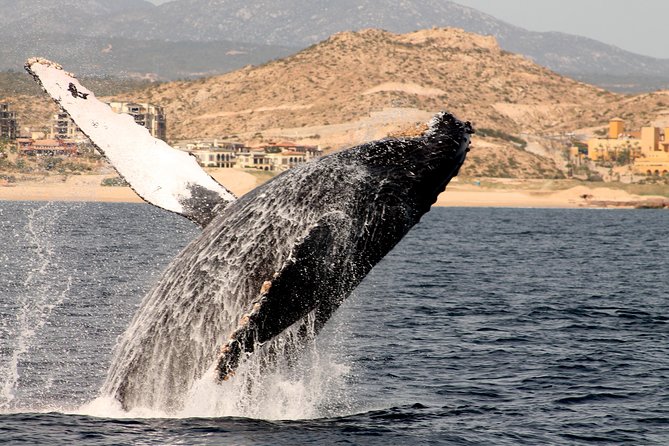 Whale Watching Dinner Cruise in Cabo San Lucas - What The $110 Price Really Buys