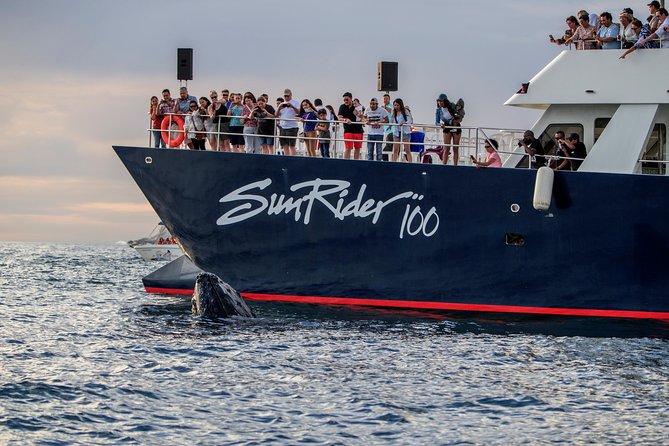 Whale Watching Dinner Cruise in Cabo San Lucas - Practical Details That Can Affect Your Night
