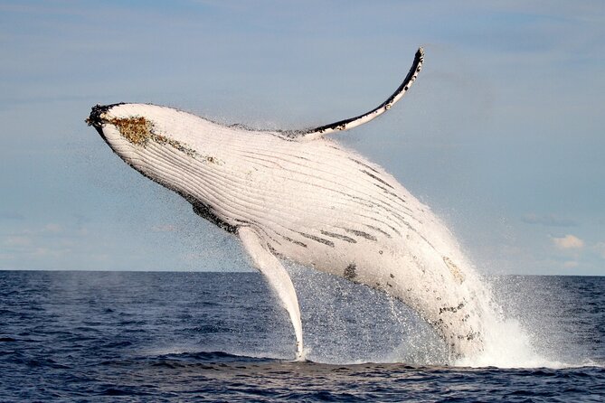 Whale Watching Discovery Tour from Lake Macquarie - Key points at a glance