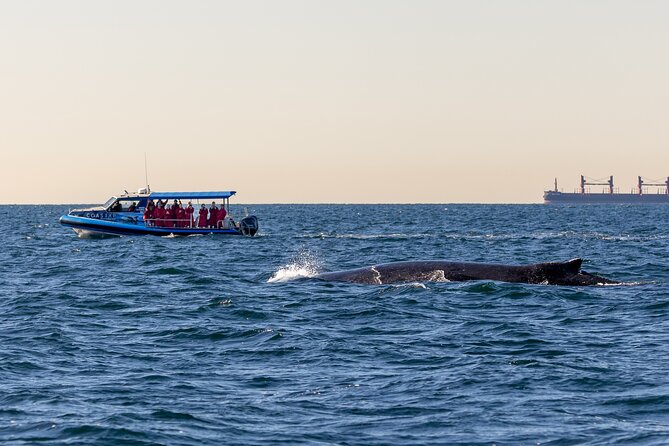 Whale Watching Discovery Tour from Lake Macquarie - Why the small boat changes the whale watching experience
