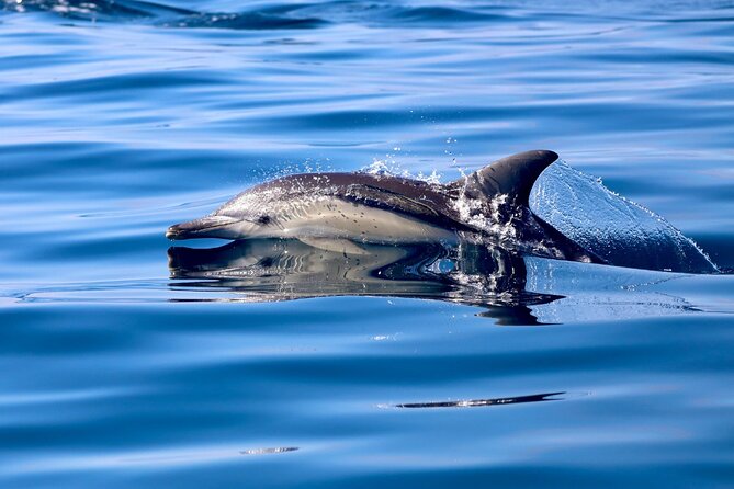 Whale Watching Discovery Tour from Lake Macquarie - Water-level views from Hydro