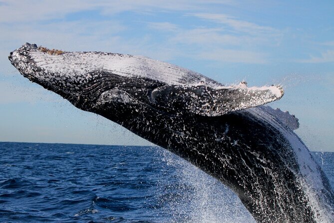 Whale Watching Discovery Tour from Lake Macquarie - The return route past Caves Beach