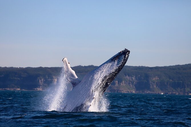 Whale Watching Discovery Tour from Lake Macquarie - The guides are a major part of the value