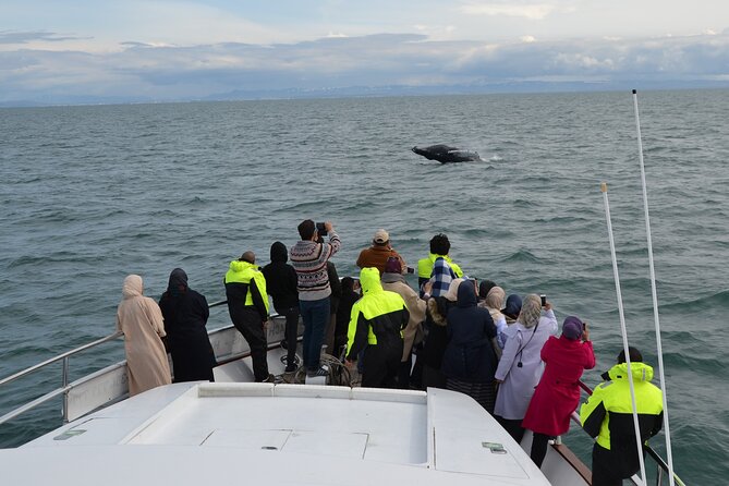 Whale Watching & Dolphin Yacht Cruise - Leaving Reykjavik’s Old Harbor