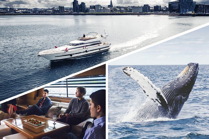 Whale Watching & Dolphin Yacht Cruise - Humpbacks, minkes, dolphins, and puffins