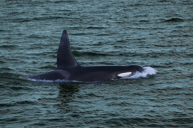 Whale Watching & Dolphin Yacht Cruise - A yacht built for watching from several angles