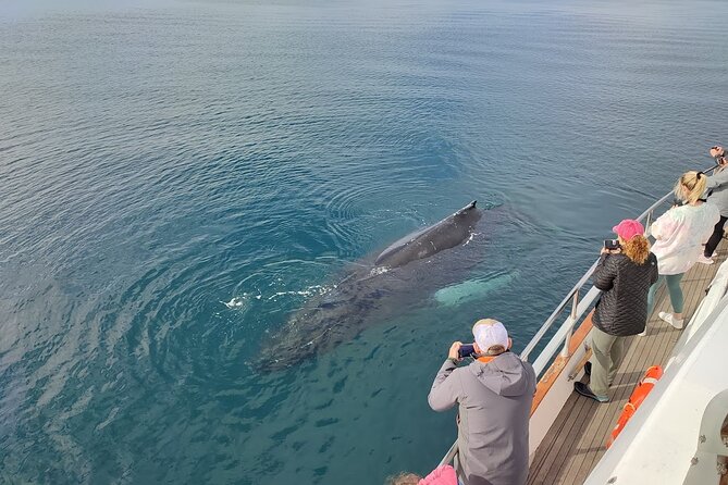 Whale Watching & Dolphin Yacht Cruise - The guide can shape the whole experience