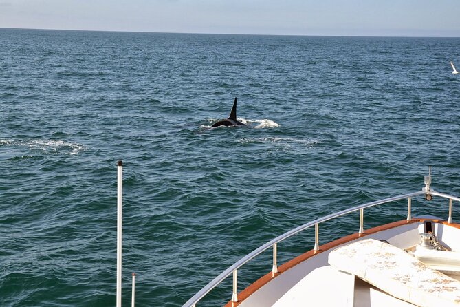 Whale Watching & Dolphin Yacht Cruise - Cold, wind, and motion sickness