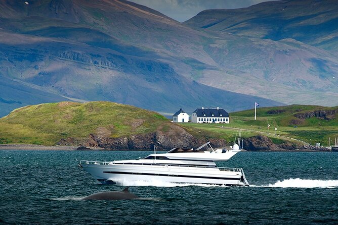 Whale Watching & Dolphin Yacht Cruise - What the $108.61 price includes