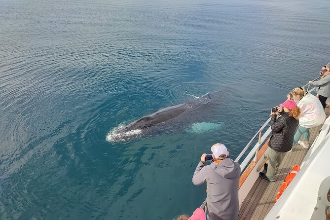 Whale Watching & Dolphin Yacht Cruise - Who should book this cruise