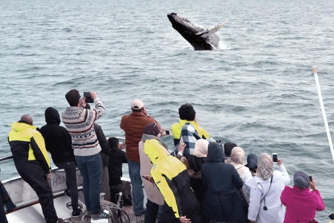 Whale Watching & Dolphin Yacht Cruise - How the three-hour search works