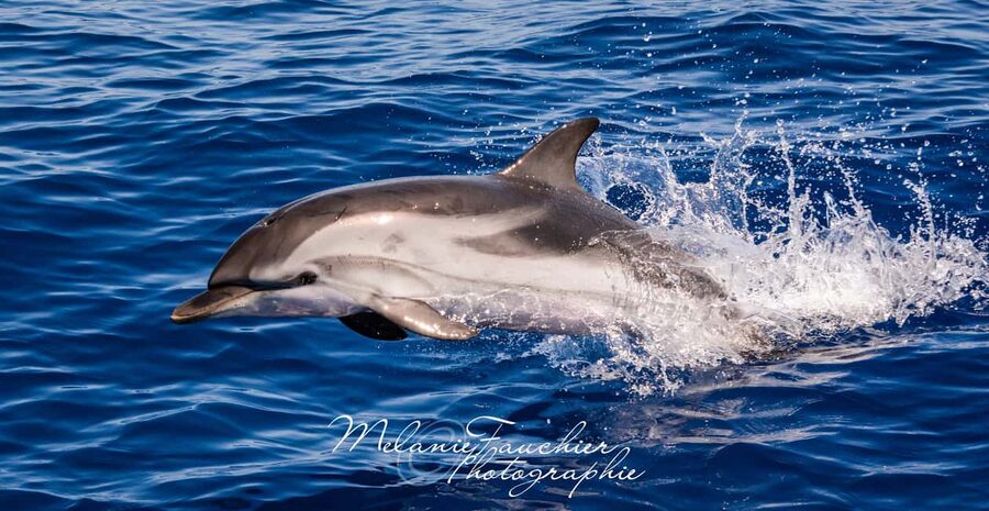 Whale-Watching, Dolphins & Whales from Bandol - Leaving Bandol for the open Mediterranean
