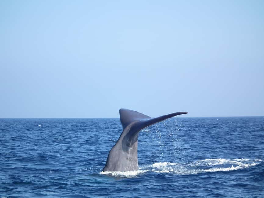 Whale-Watching, Dolphins & Whales from Bandol - Searching for dolphins, whales, and sperm whales