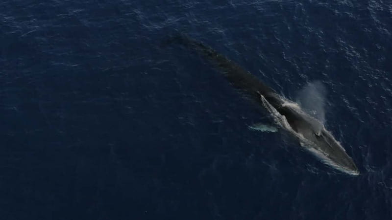 Whale-Watching, Dolphins & Whales from Bandol - A six-hour outing, not a quick excursion