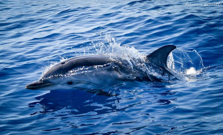 Whale-Watching, Dolphins & Whales from Bandol - Who should book this Bandol cruise?